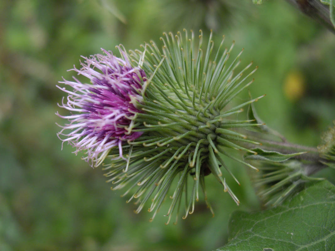 Arctium lappa